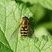 Syrphus sp.