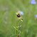 Ophrys aranifera ou virescens ?