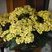 kalanchoe jaune