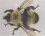 Laphria thoracica