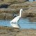 Aigrette garzette