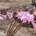 Amaryllis belladonne