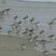 Bécasseaux sanderling