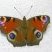 Papillon "Paon de jour"