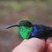 Colibri