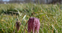 Fritillaire Pintade (Fritillaria meleagris)