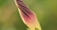 Inflorescence d'ipomée