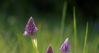 Orchis pyramidal