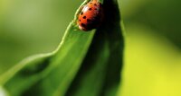 Coccinelle asiatique