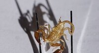 Mue de scorpion ?