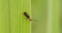 Cantharis nigricans - sous réserve