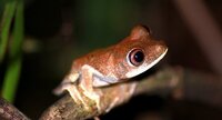 Petite grenouille arboricole