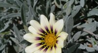 Gazania