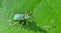 Le Charançon vert pâle (1)