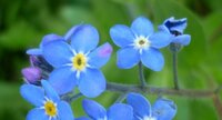 Myosotis