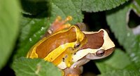 Dendropsophus elegans amoureux