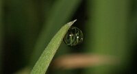 Petite goutte d'eau