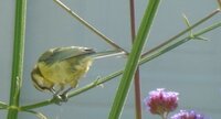 Mésange bleue