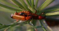 Insectes sur ombelle de carotte sauvage