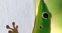 Gecko (Phelsuma sp.)