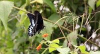 Papillon bleu et noir