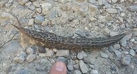 limax maximus