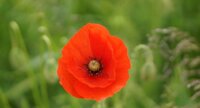 Coquelicot