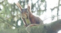 Ecureuil roux - Sciurus vulgaris