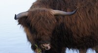 Highland cattle