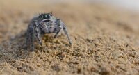 Phidippus purpuratus