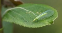 Chrysope sp.