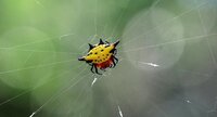 Araignée Gasteracantha sp.