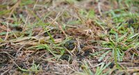 Algues dans la pelouse de la dune à Erdeven : nostoc