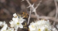 Abeille mellifère sur prunellier