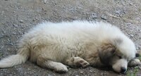 Chiot patou (montagne des pyrénées)