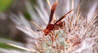 Polistes canadensis