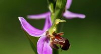 Ophrys abeille