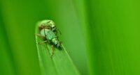 Le Charançon vert pâle (2)