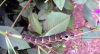 Chenille Grand Sphinx de la Vigne - Deilephila elpenor