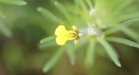 Fleur de bugle petit pin