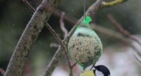 Mésange charbonnière