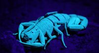 Scorpion sous une lampe UV