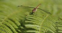 Sympetrum striolatum femelle