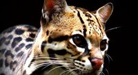 Ocelot onirique