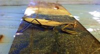 Mante religieuse, Mantis religiosa