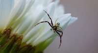 Misumena vatia mâle