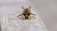 Vespula sp.