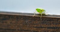 Une cicadellidée