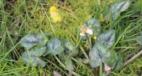 Populage des marais (Caltha palustris)