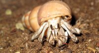 Bernard l'hermite (Coenobita sp.)